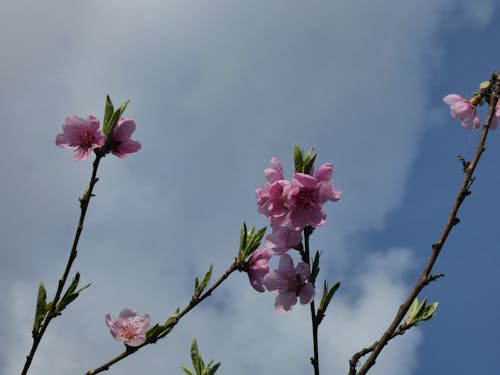 peach branches, pink peach branchespeach branches, pink peach branches