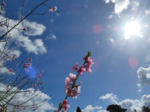 peach branches, pink peach branches