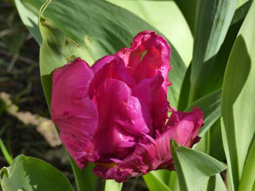 deep pink tulip, pink tulip in the garden