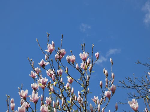 magnolia flowers, white and pink magnolia  flowers