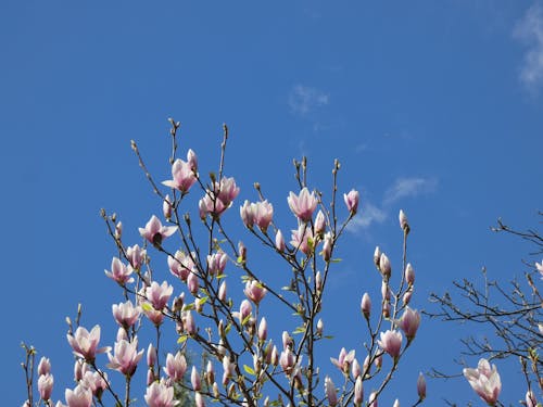 Foto profissional grátis de flores de magnólia