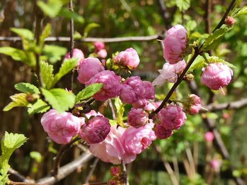 Foto profissional grátis de pequenas rosas cor de rosa