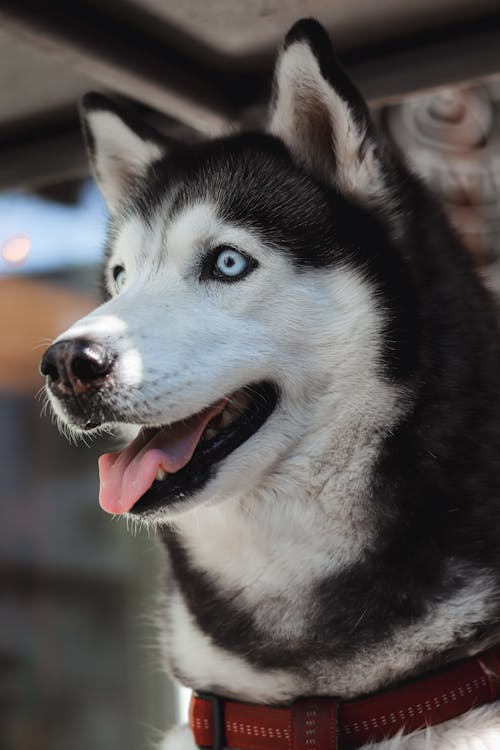 A husky dog with blue eyes and a black and white collar