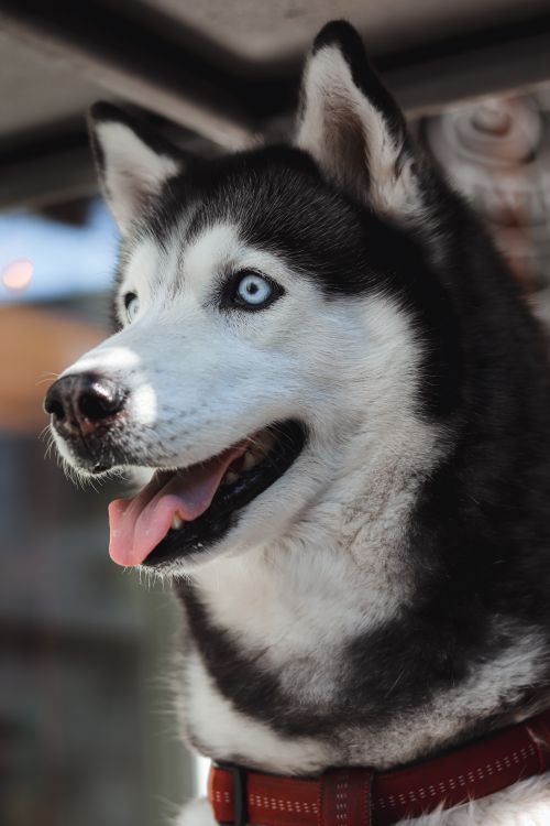 Free Close-up of a Siberian Husky dog showing its striking blue eyes and expressive face. Stock Photo