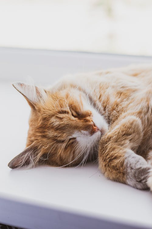 A cat sleeping on a window sill