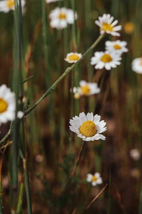 A close up of some white and yellow daisies