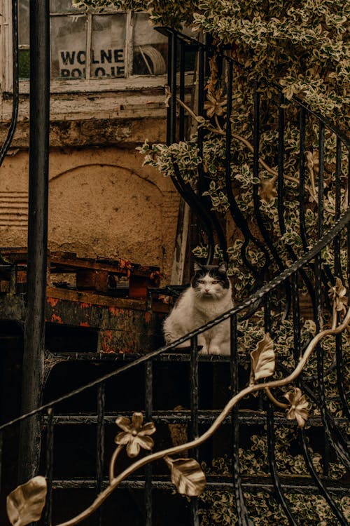 A cat sitting on the railing of a building