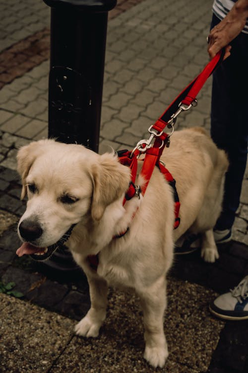 A dog wearing a red harness on a leash