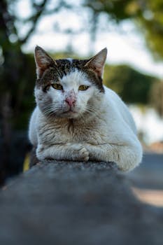 A tabby cat calmly lying on an outdoor wall, captured up close.