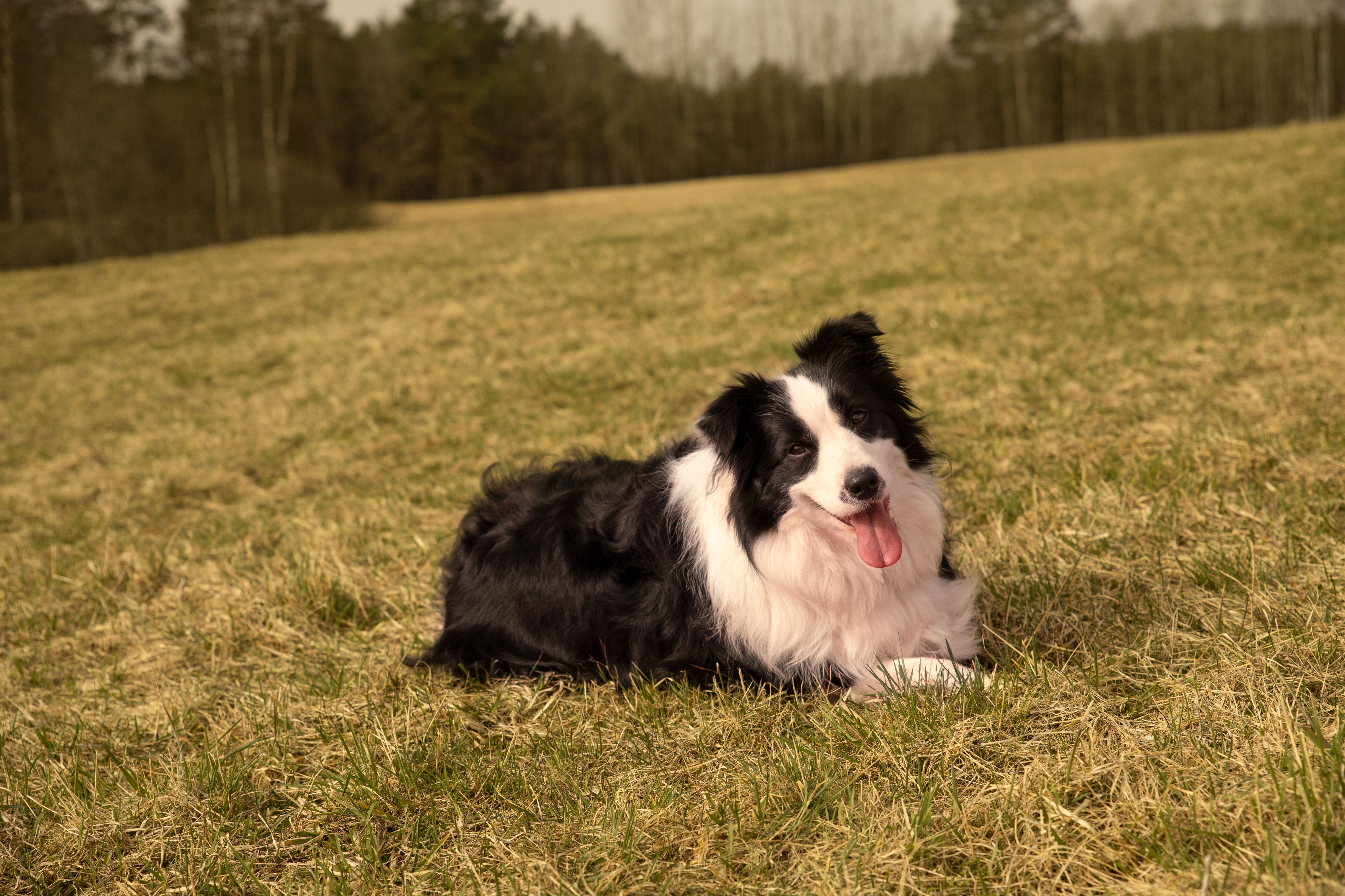 A border collie lies in a grassy field in Cēsis, Latvia, showcasing a serene pastoral scene.