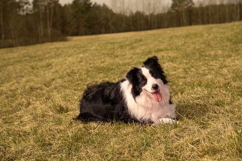 Free  Border Collie Suzzanna enjoying the open expanse of a field Stock Photo