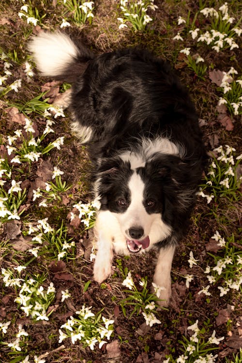 Free Border Collie Lying Down on Flowers Stock Photo