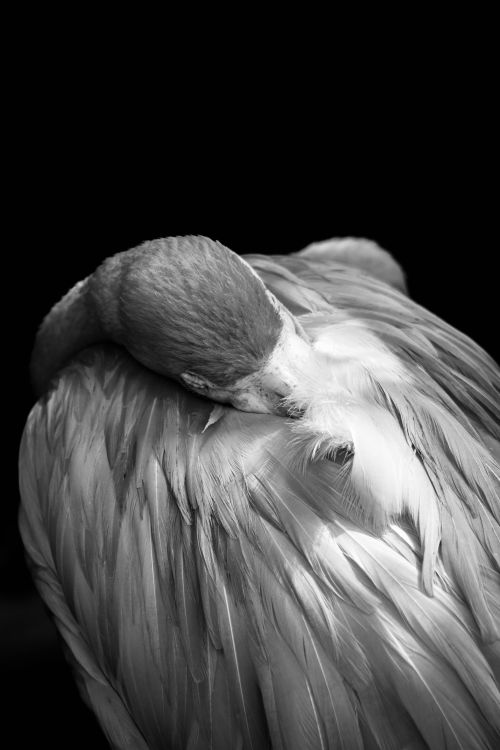 Free Graceful bird in a serene pose with a dramatic black background. Stock Photo