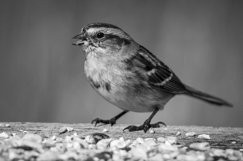 Free Artistic black and white photo of a sparrow perched on a surface with scattered seeds. Stock Photo