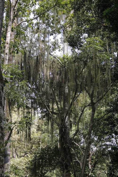 公園, 原本, 叢林 的 免费素材图片