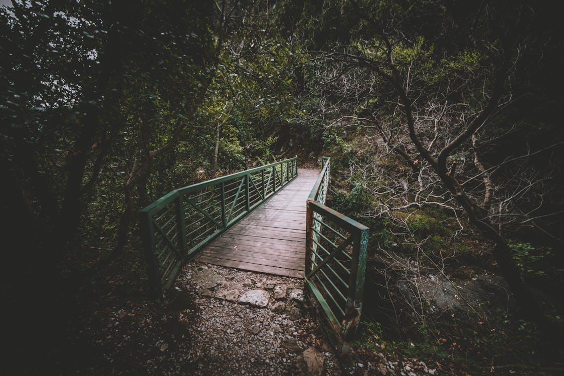 Free stock photo of beauty in nature, bridge, forest