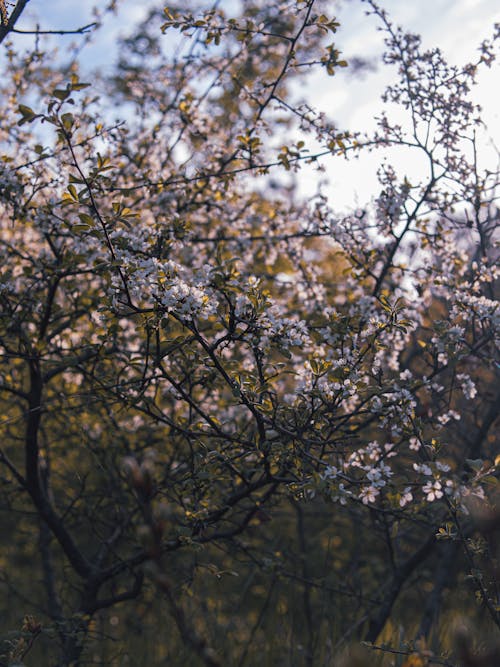 Základová fotografie zdarma na téma jaro, květ, kvetoucí