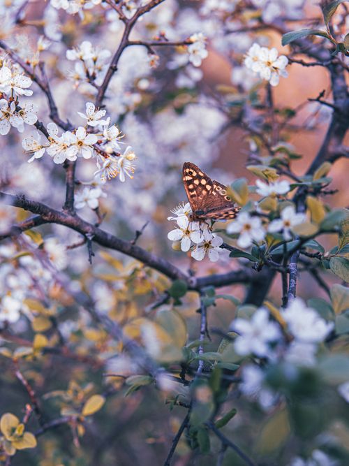 Free A butterfly rests on blooming spring flowers, symbolizing renewal and beauty outdoors. Stock Photo