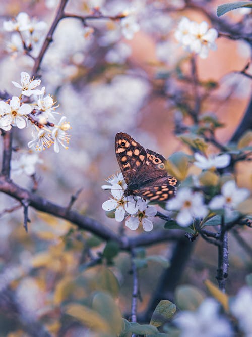 Gratis stockfoto met bloesems, dierenfotografie, kers