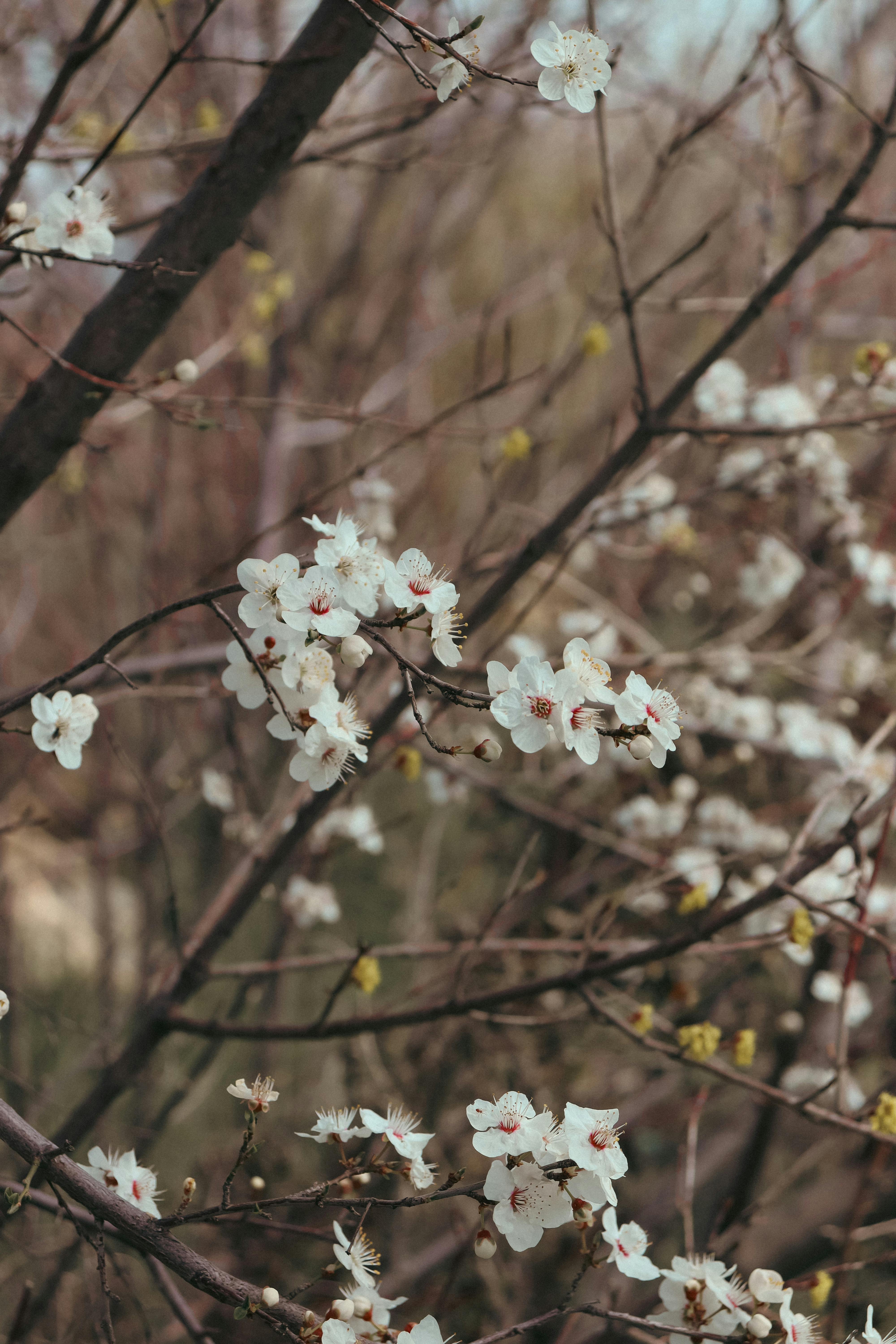 Delicate white cherry blossoms blooming on branches during springtime, capturing natural beauty.