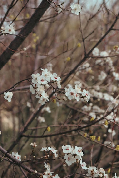 A close up of white flowers on a tree