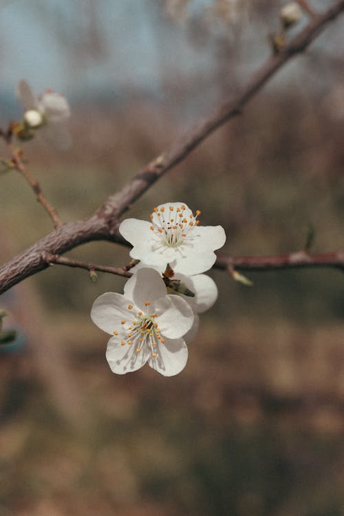 A close up of a white flower on a branch