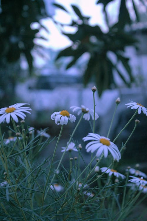 Darmowe zdjęcie z galerii z kwiaty, łąka, natura