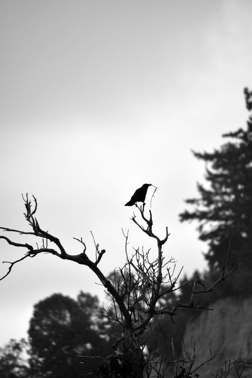 Free A stunning black and white silhouette of a bird perched on a barren tree branch against a cloudy sky. Stock Photo