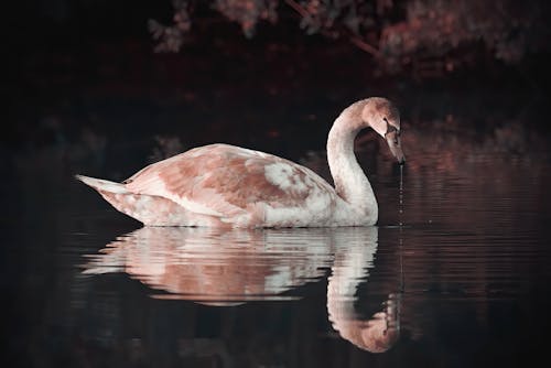 Juvenile Swan in Autumn
