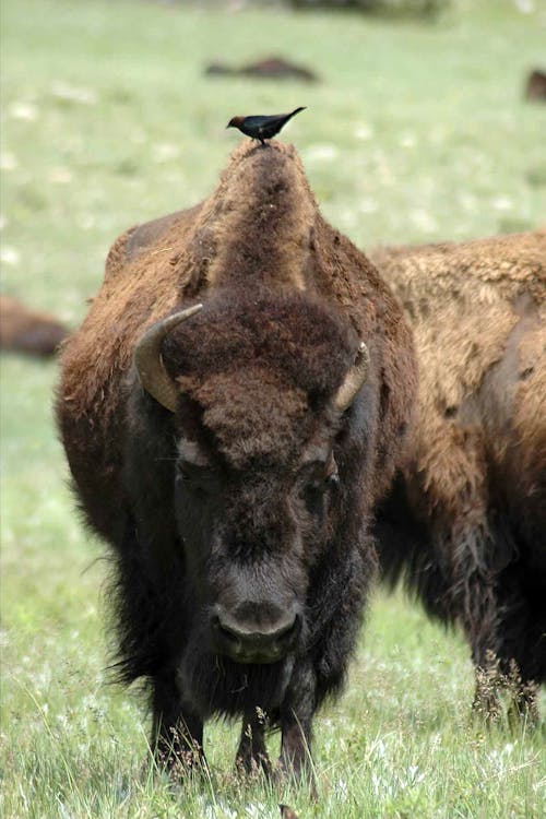 Gratis stockfoto met buffel, dierenfotografie, landelijk