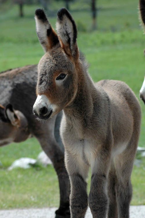 Foto profissional grátis de asno, bebê burro, bonitinho