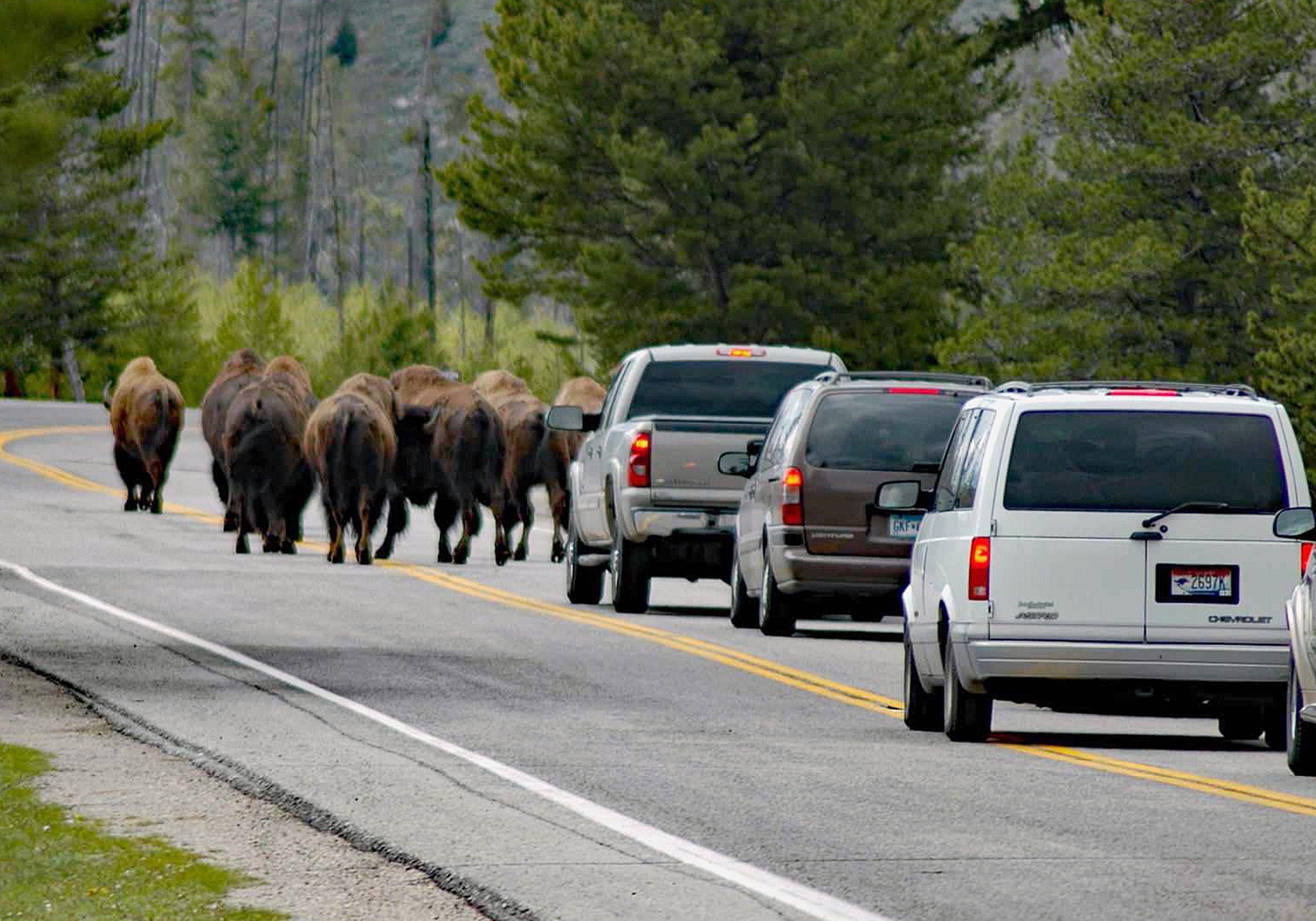 A herd of buffaloes block cars on a forest road, creating a wildlife traffic jam.