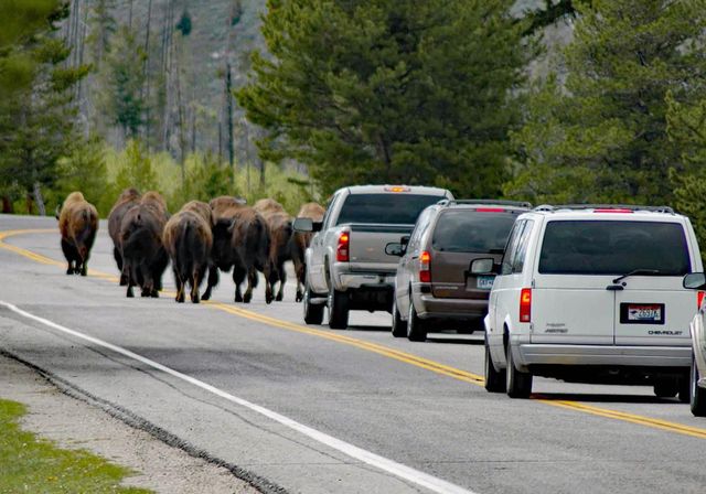 Bison projette un grand‑père en l’air après avoir percuté sa voiture à Yellowstone