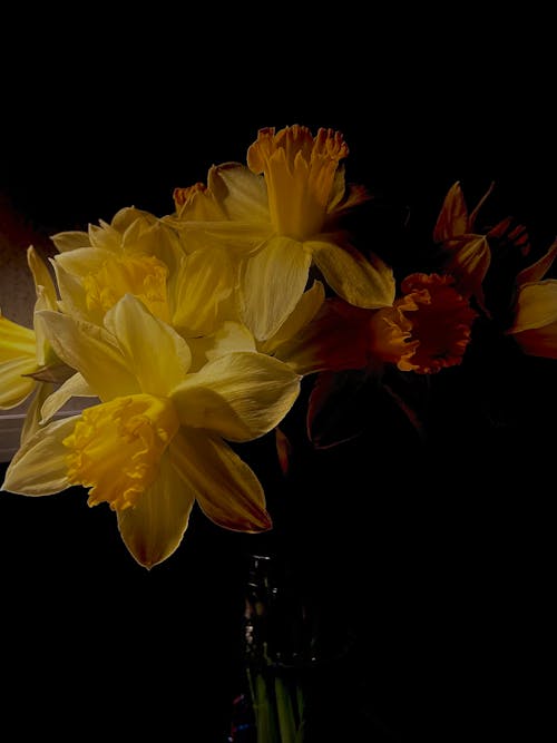 Kostnadsfri bild av blomning, fjäder, gula blommor