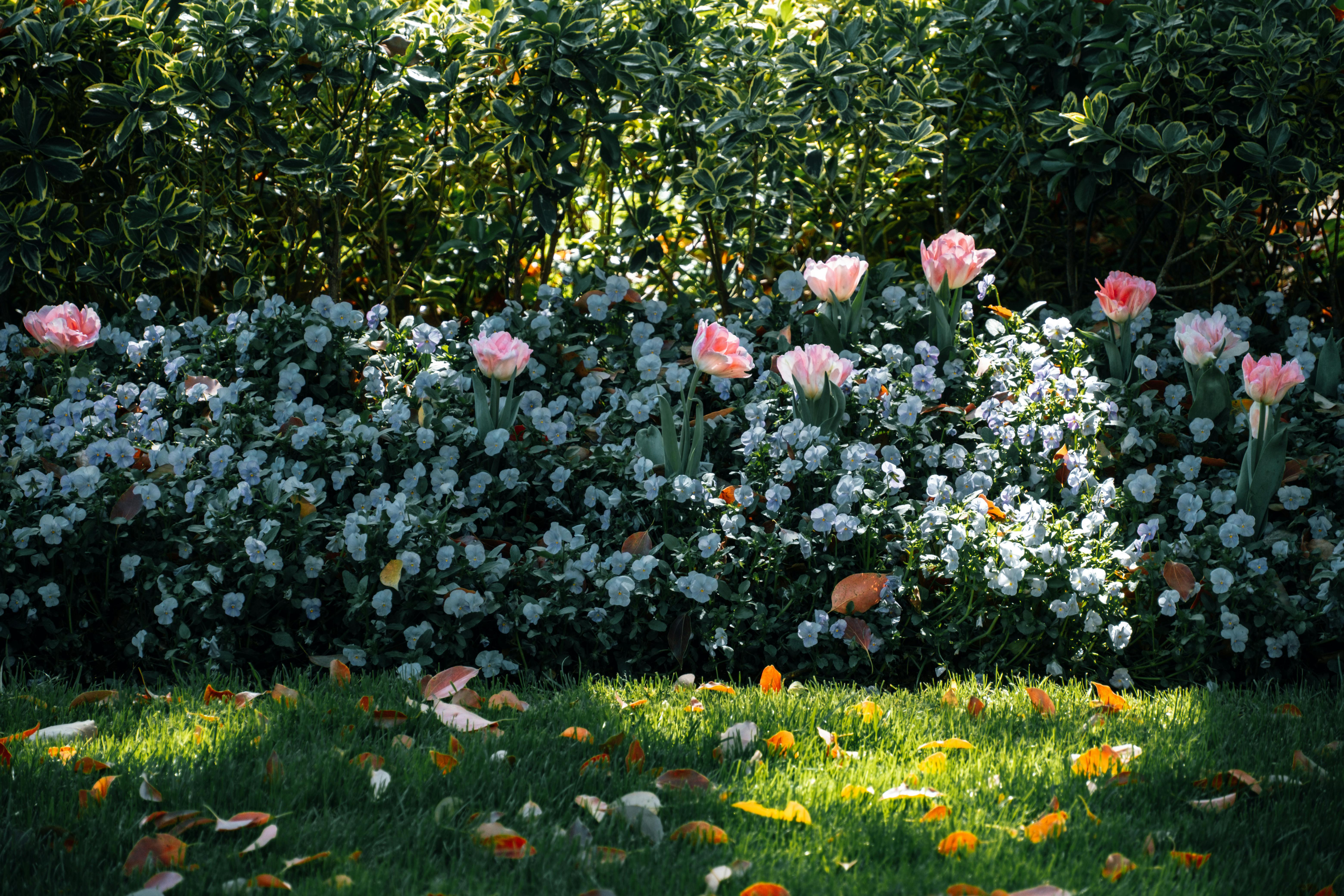 A lush, freshly mowed lawn with clean garden beds and vibrant flowers - residential landscaping Dracut MA