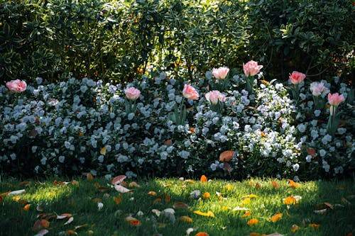 관목, 꽃, 잔디의 무료 스톡 사진