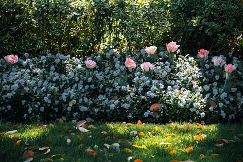 A garden with pink flowers and leaves