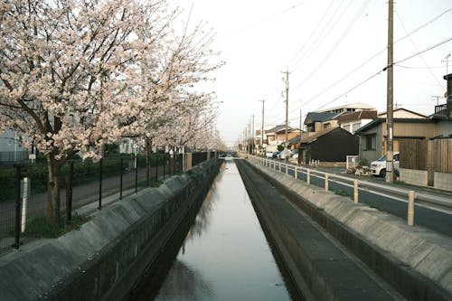 Foto d'estoc gratuïta de arbres floreixen, canal, cases