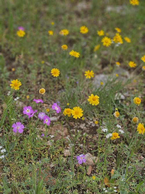 Kostnadsfri bild av äng, blomning, fjäder