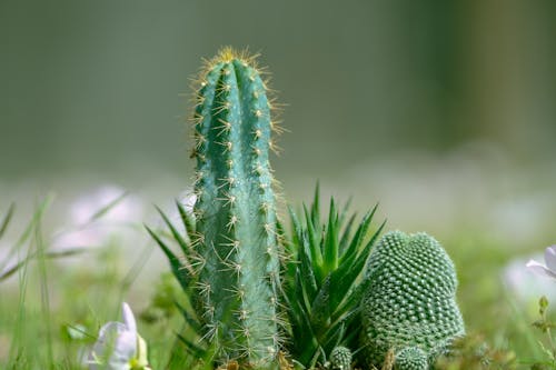 Immagine gratuita di cactus, focus selettivo, impianto