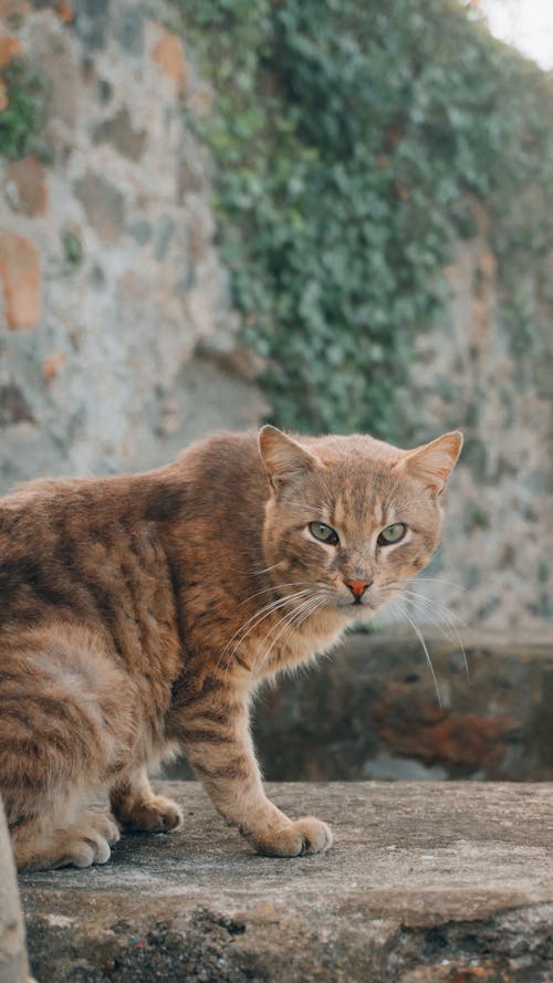 Imagine de stoc gratuită din animal de casă, focalizare selectivă, fotografie de animale