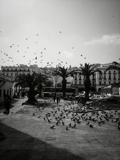 シティストリート, 鳥の飛行, 黒い空の無料の写真素材
