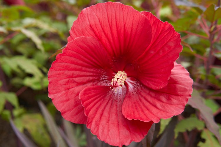 Red Hibiscus Flower