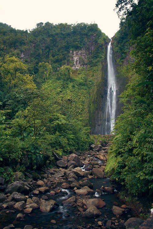 Waterfalls Between Green Trees in the Forest