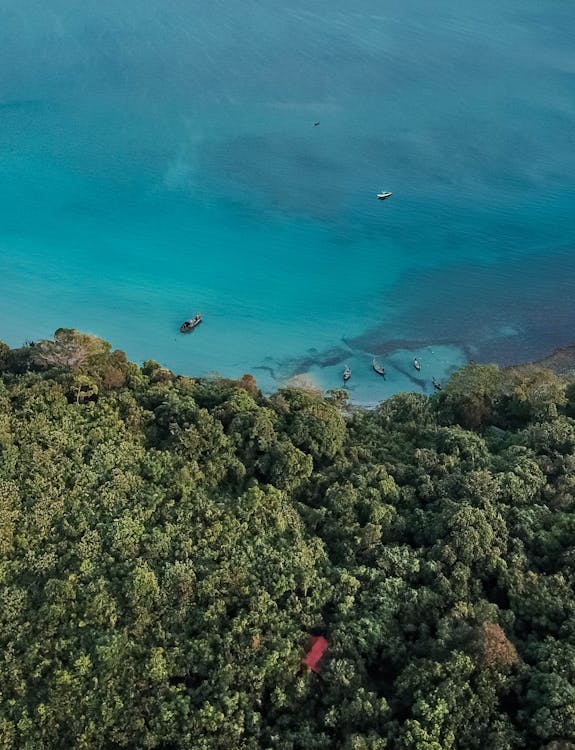 Aerial Photography of Trees and Body of Water