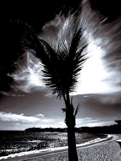 Imagine de stoc gratuită din alb-negru, cer, frunza de palmier