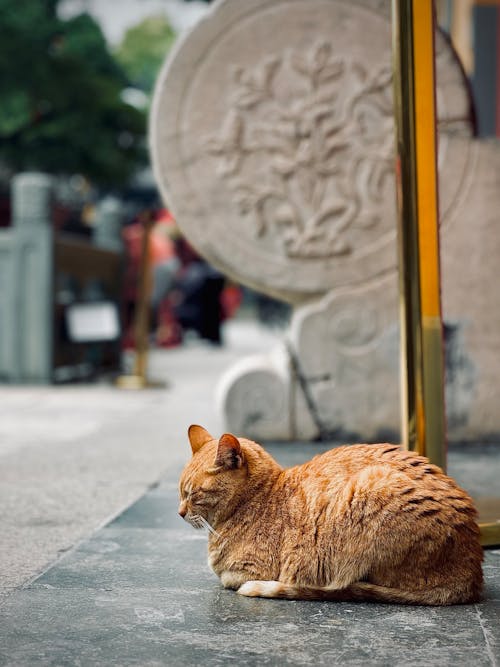 Free A cat sitting on the ground Stock Photo