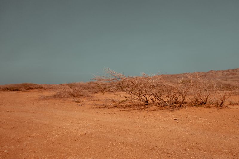 scrub on red desert ground under a pale sky — photograph by Luis Quintero on Pexels