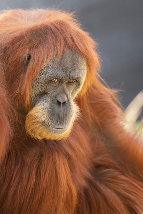 A close up of an oranguel with long hair