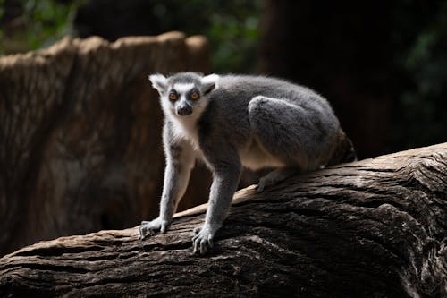 A lemur is sitting on a tree branch